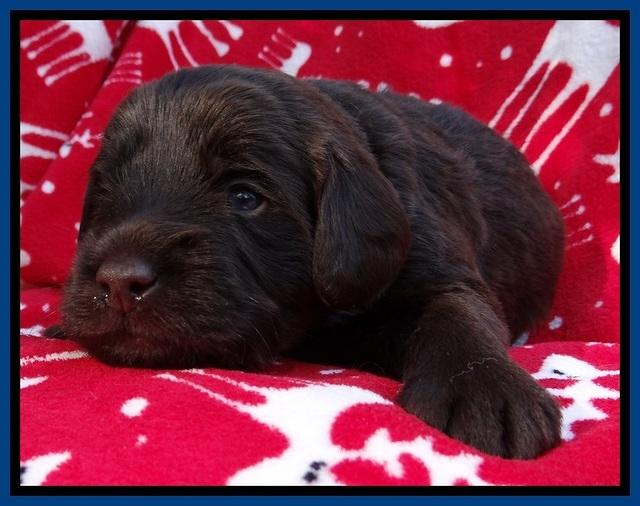 TH pups 3 wks old 91