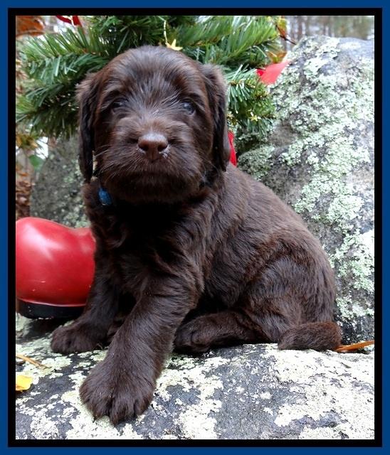 TH pups 4 wks old 51