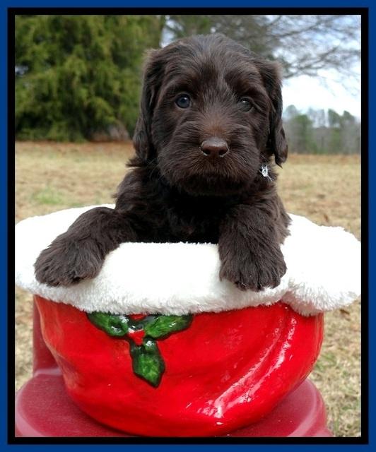 TH pups 5 weeks old 901