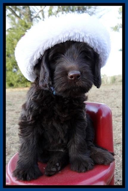 TH pups 6 wks old 61