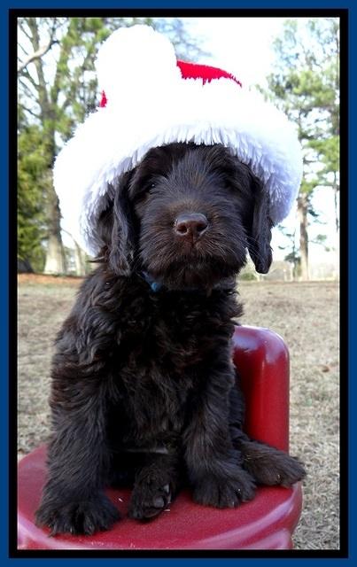 TH pups 6 wks old 71