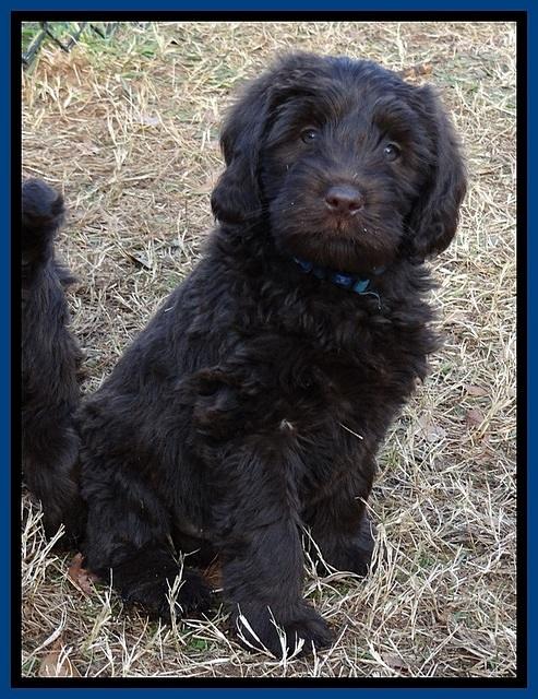 TH pups 7 weeks old 142