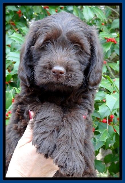 TH pups 7 weeks old 381