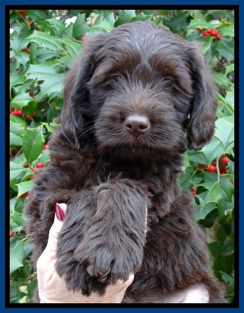 TH pups 7 weeks old 401