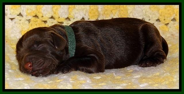 TH newborn individual 161