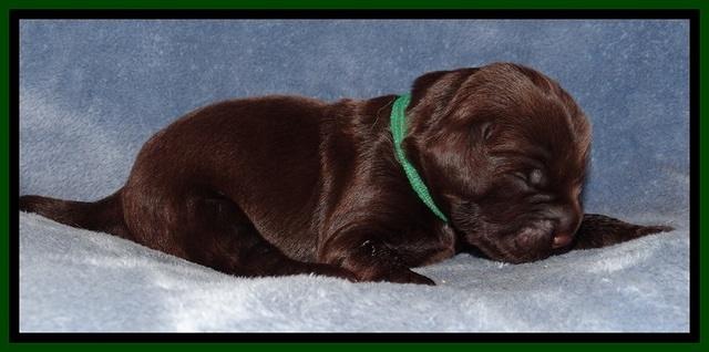 TH pups 1 wk old 162