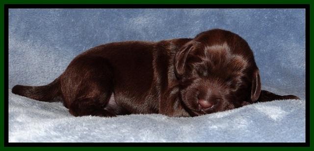 TH pups 1 wk old 172