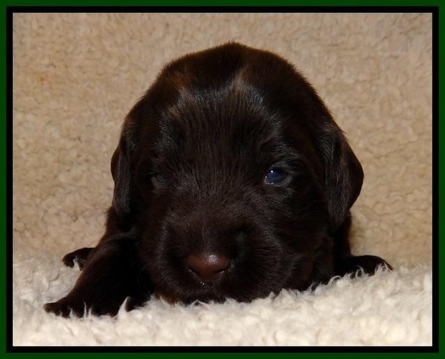 TH pups 2 wks old 171