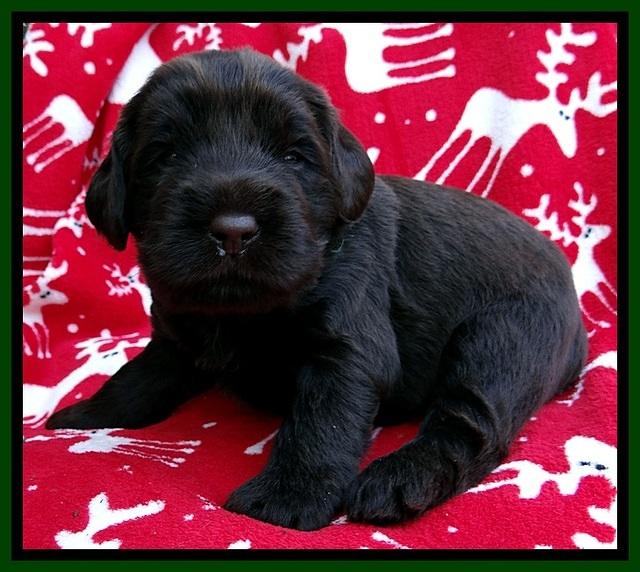 TH pups 3 wks old 221