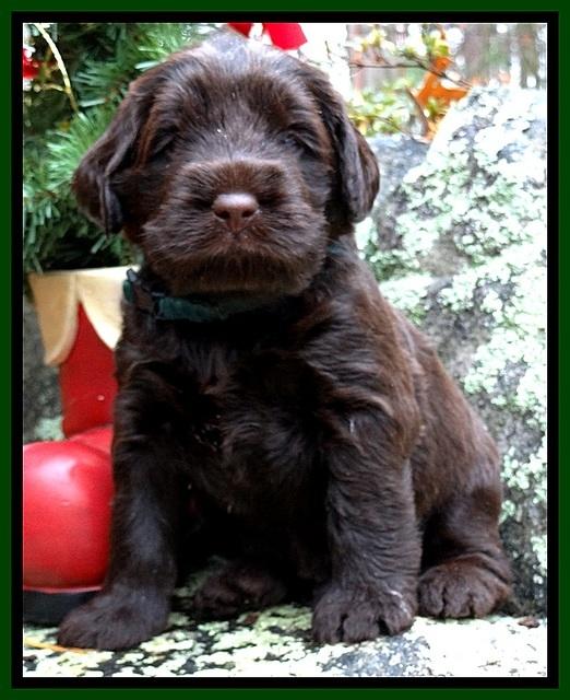 TH pups 4 wks old 241