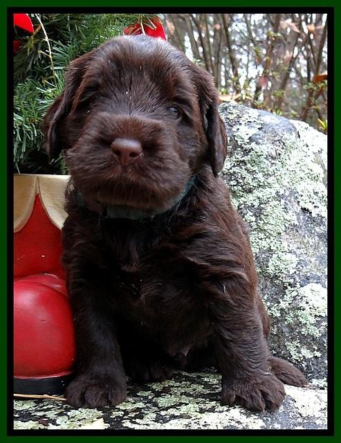 TH pups 4 wks old 251