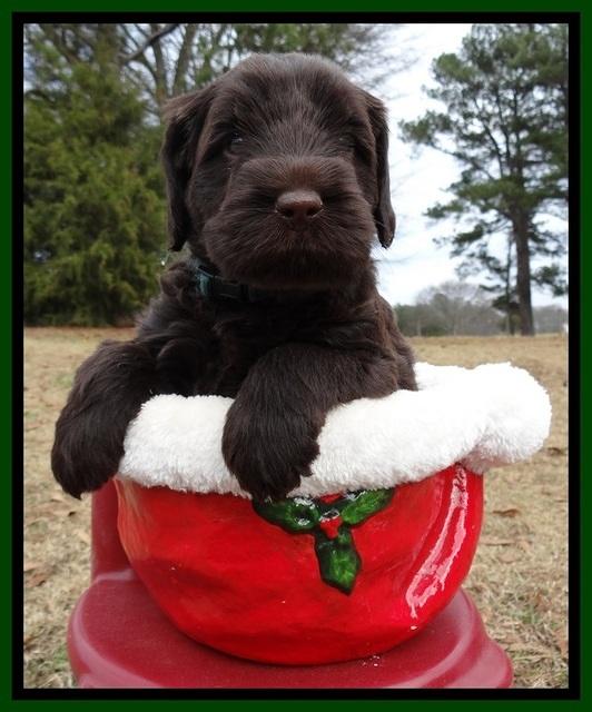 TH pups 5 weeks old 781