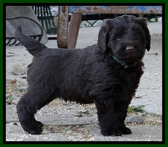 TH pups 5.5 wks old 82