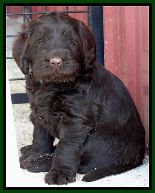 TH pups 5.5 wks old 92