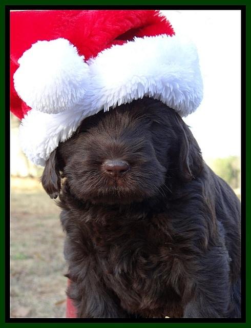 TH pups 6 wks old 301