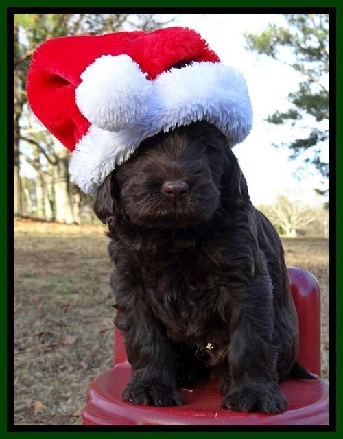 TH pups 6 wks old 311