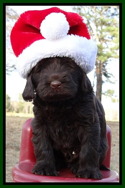 TH pups 6 wks old 321