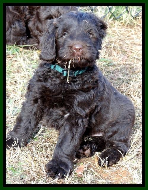 TH pups 7 weeks old 122