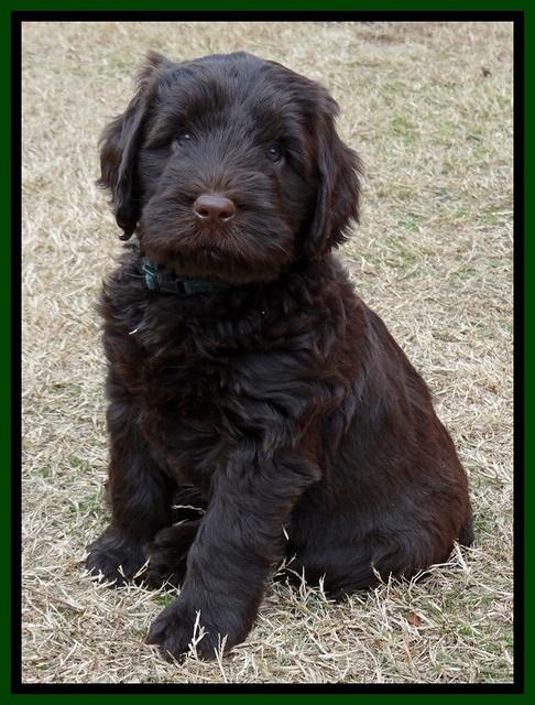 TH pups 7 weeks old 131