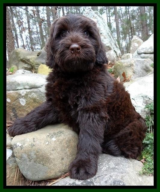 TH pups 8 wks old 26