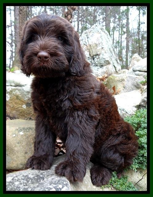 TH pups 8 wks old 36