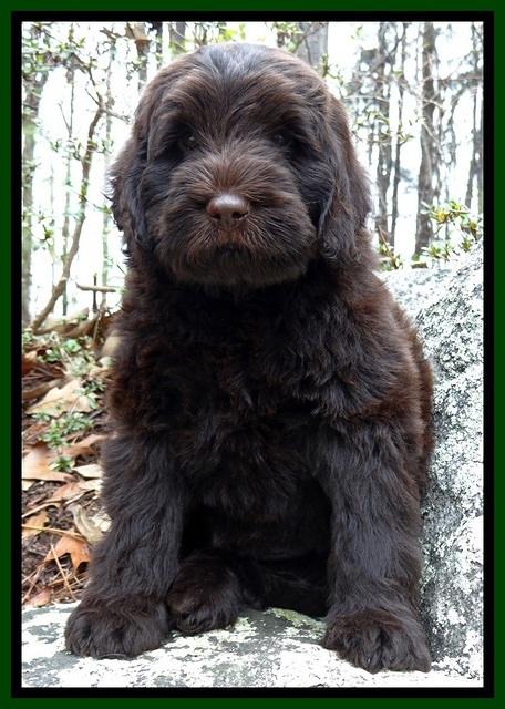 TH pups 8 wks old 46