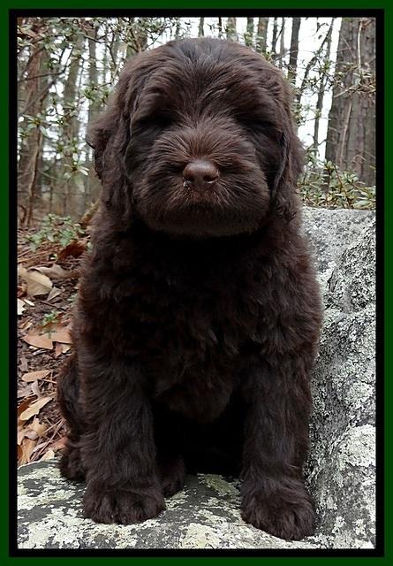 TH pups 8 wks old 66