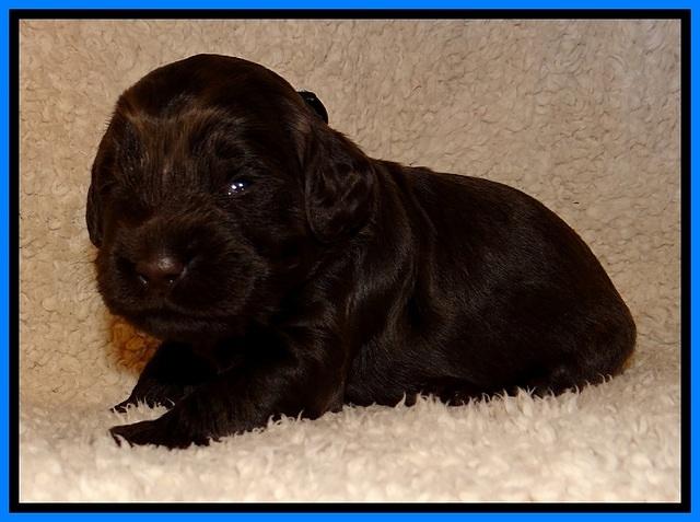 TH pups 2 wks old 141