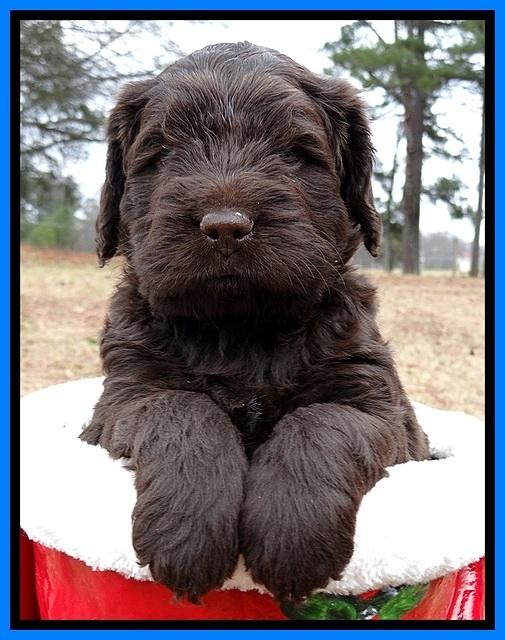 TH pups 5 weeks old 361