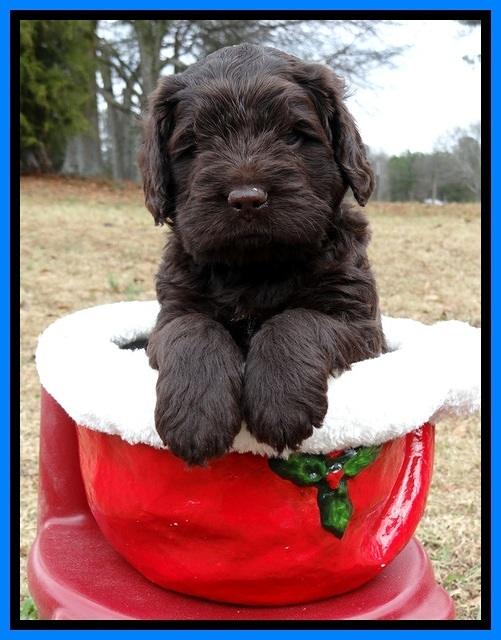 TH pups 5 weeks old 401
