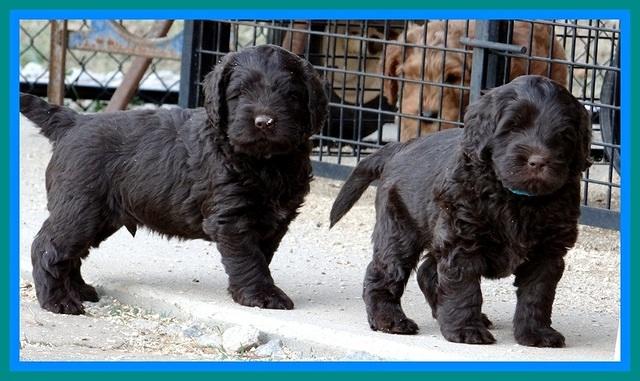 TH pups 5.5 wks old 121
