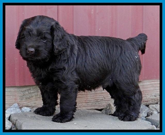 TH pups 5.5 wks old 122