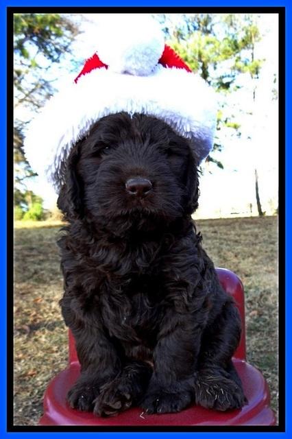 TH pups 6 wks old 131