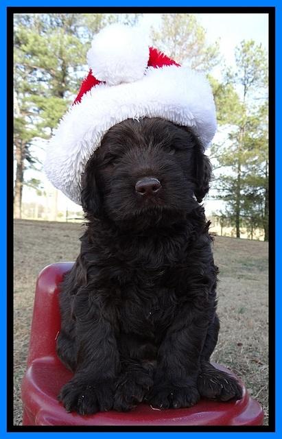 TH pups 6 wks old 151