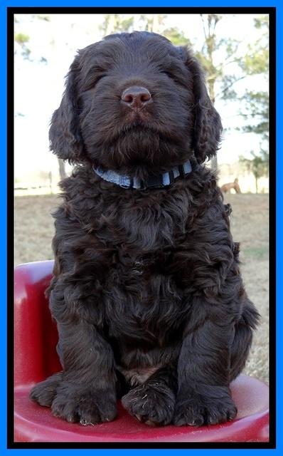 TH pups 6 wks old 161