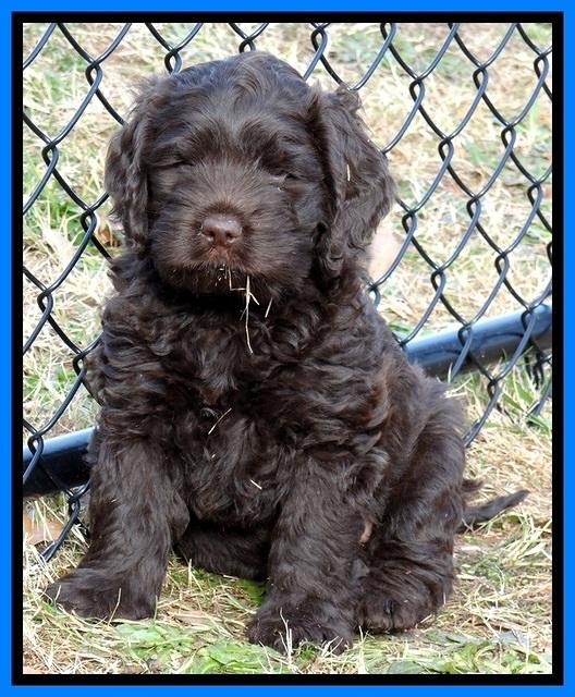 TH pups 7 weeks old 32