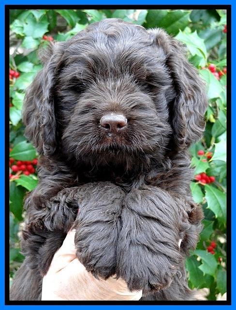 TH pups 7 weeks old 441