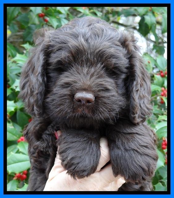 TH pups 7 weeks old 461