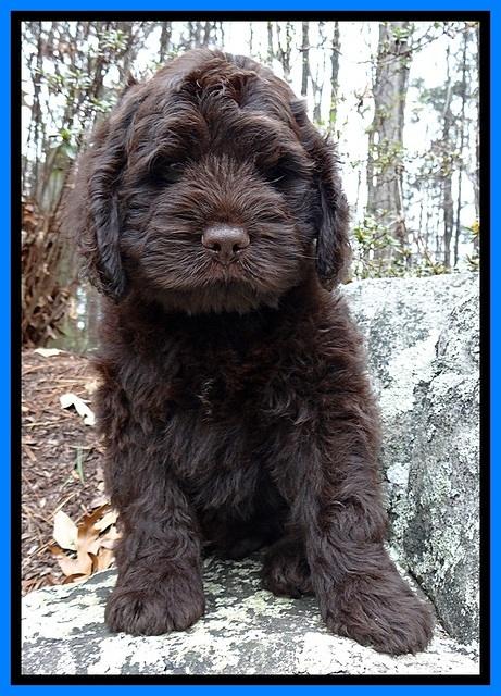 TH pups 8 wks old 116