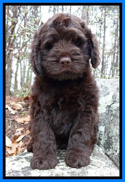 TH pups 8 wks old 86