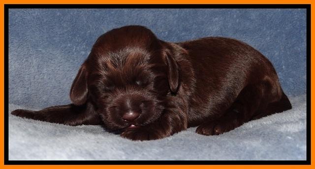 TH pups 1 wk old 182