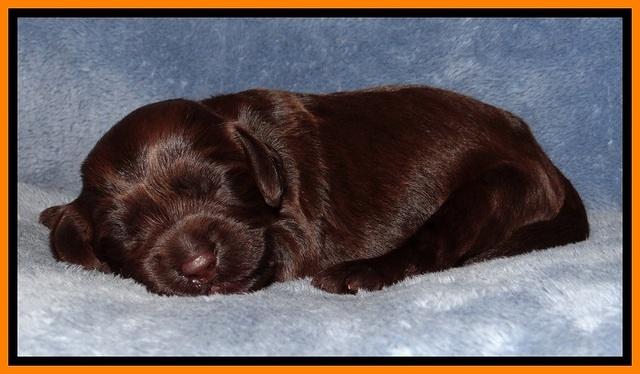 TH pups 1 wk old 192