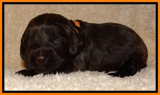 TH pups 2 wks old 111