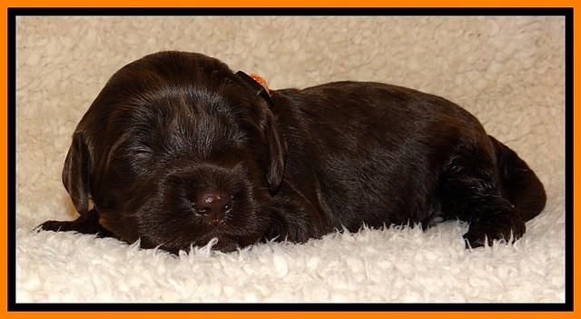 TH pups 2 wks old 121