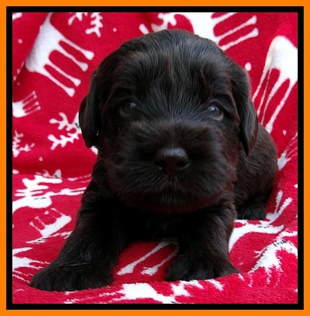 TH pups 3 wks old 241