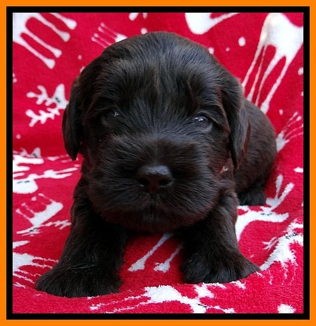 TH pups 3 wks old 251