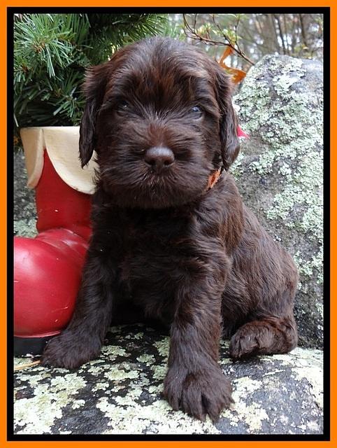 TH pups 4 wks old 271