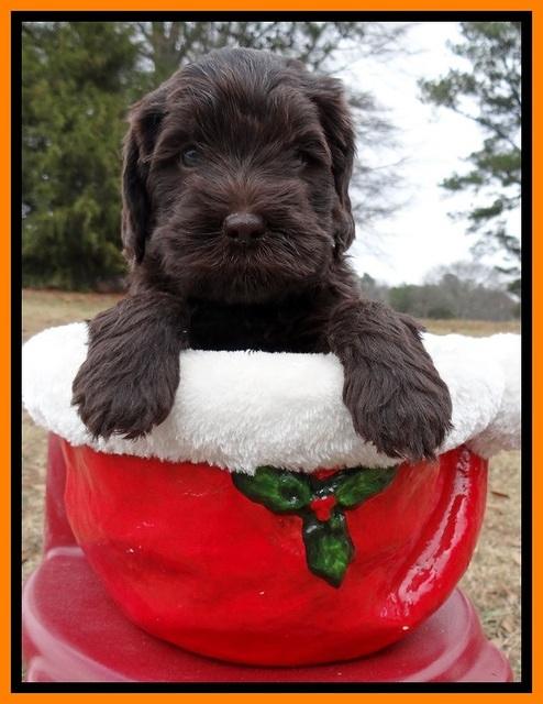 TH pups 5 weeks old 171