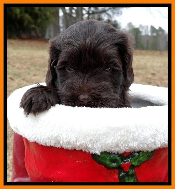 TH pups 5 weeks old 221