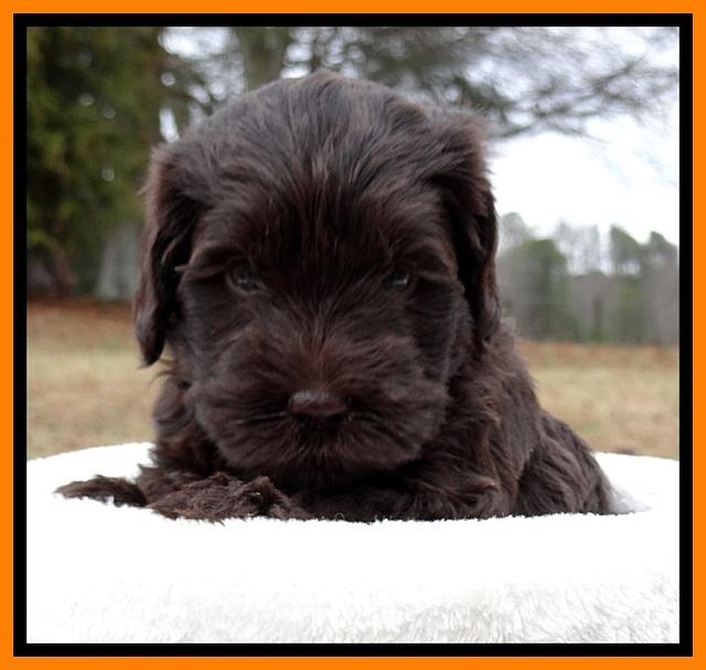 TH pups 5 weeks old 241